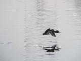 Duck In Flight_DSCF00259LR